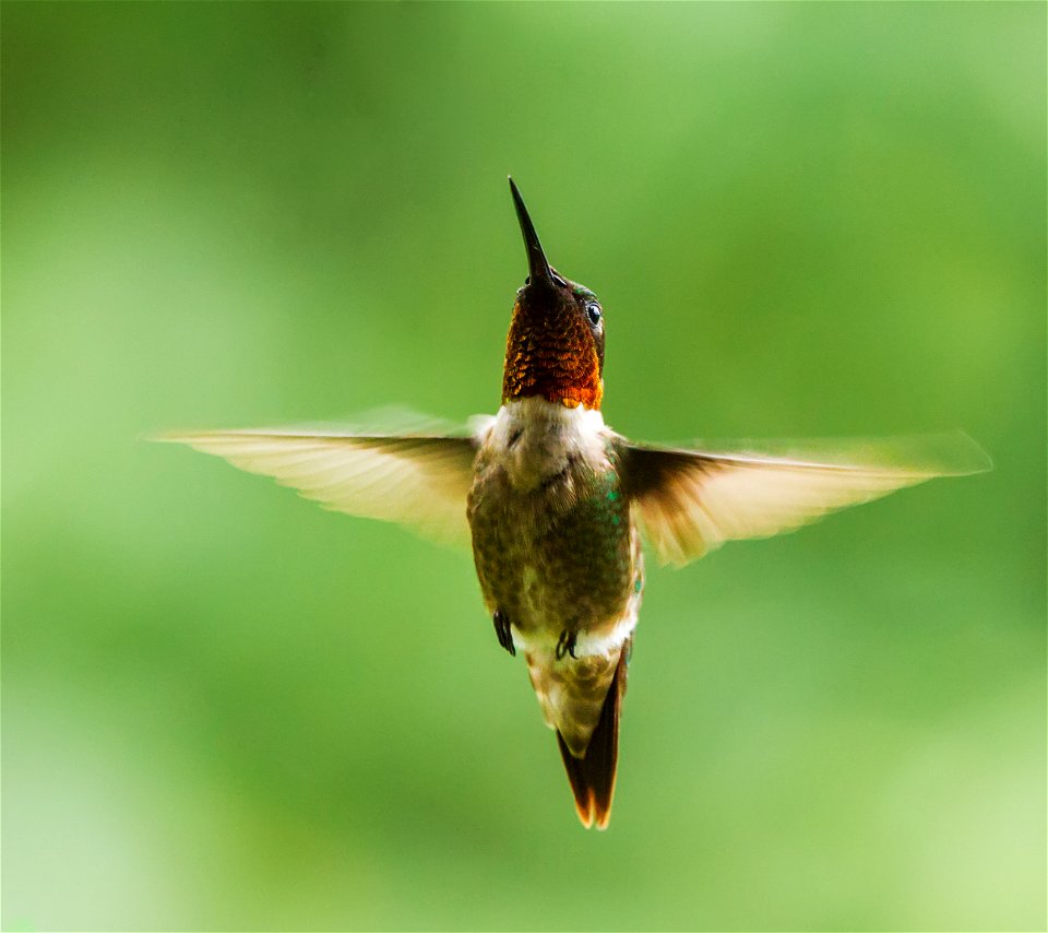 Male Ruby-throated Hummingbird