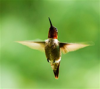 Male Ruby-throated Hummingbird photo