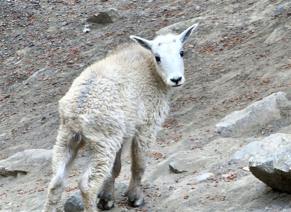 MOUNTAIN GOAT (Oreamnos americanus) (07-19-2022) hart pass, okanogan co, wa -05 photo