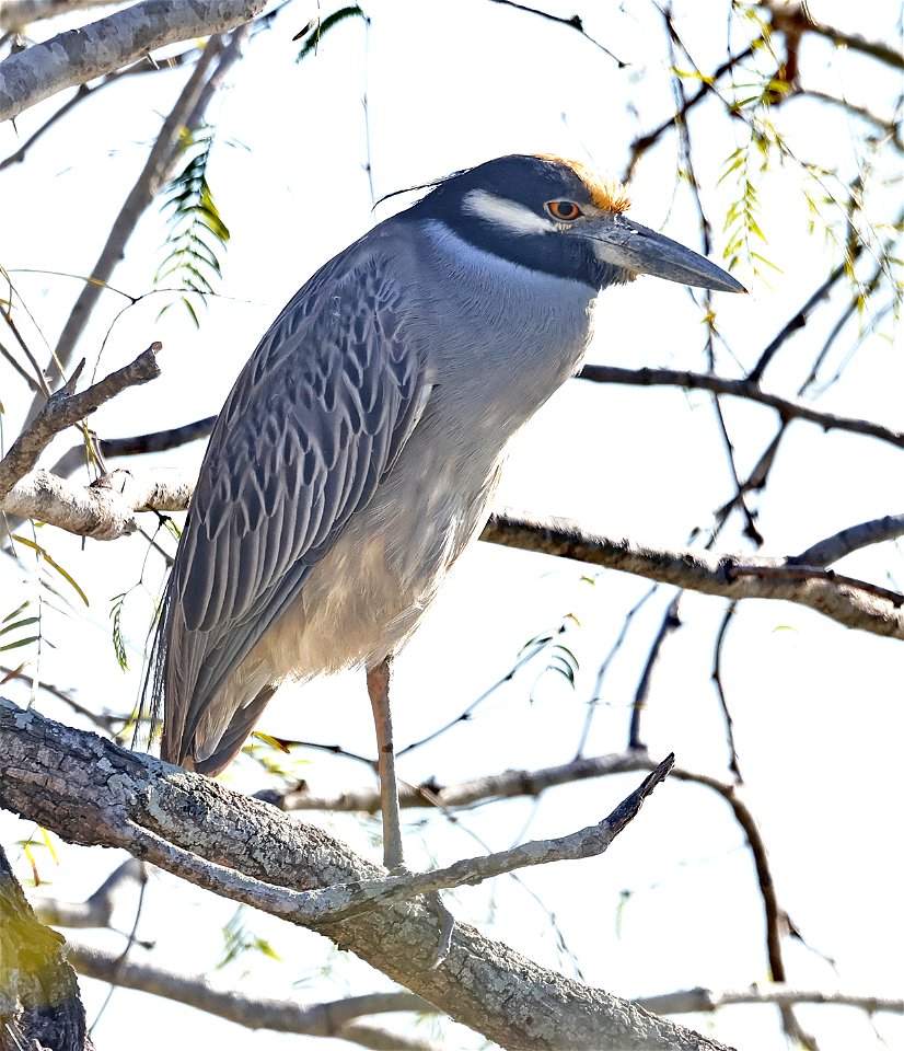 196 - YELLOW-CROWNED NIGHT-HERON (01-25-2023) estero llano grande sp, hidalgo co, tx -01