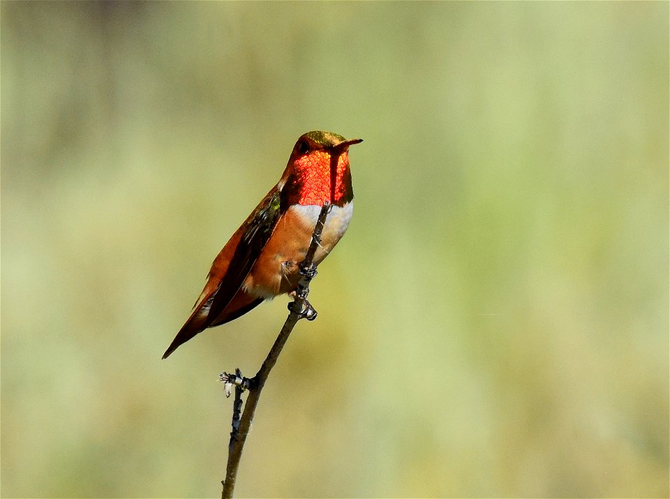 Rufous hummingbird at Seedskadee National Wildlife Refuge