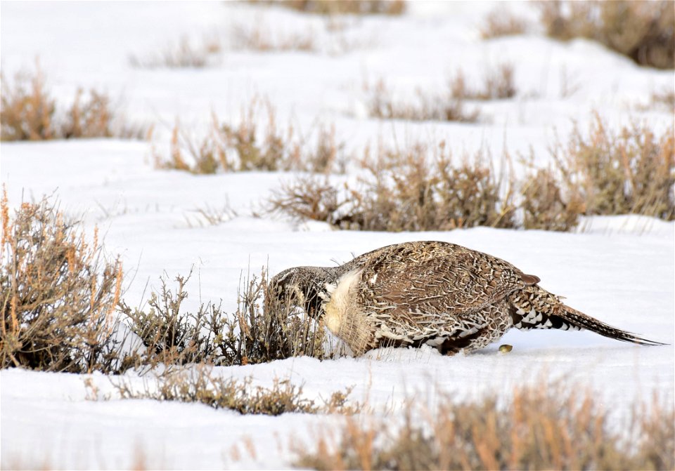 Greater sage-grouse on Seedskadee National Wildlife Refuge