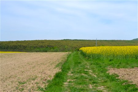 Rapeseed Field photo