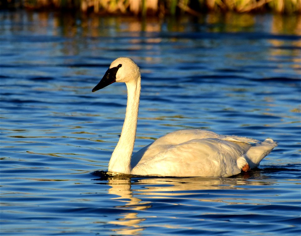 Trumpeter swan at Seedskadee National Wildlife Refuge