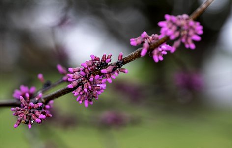 Redbud Blossoms on a Rainy Day