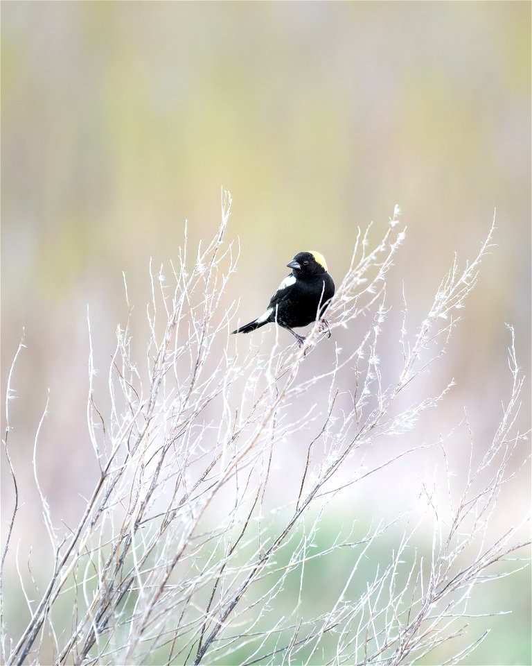 Bobolink photo