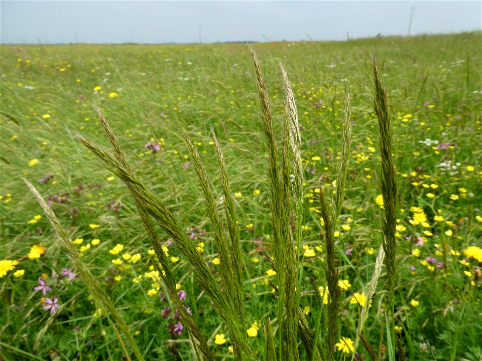 Trisetum flavescens (L.) P.Beauv., 1812