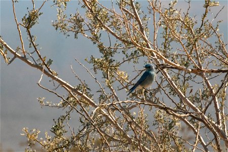 Male Mountain Bluebird photo