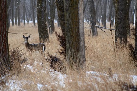 White-tailed Deer Karl E. Mundt NWR photo