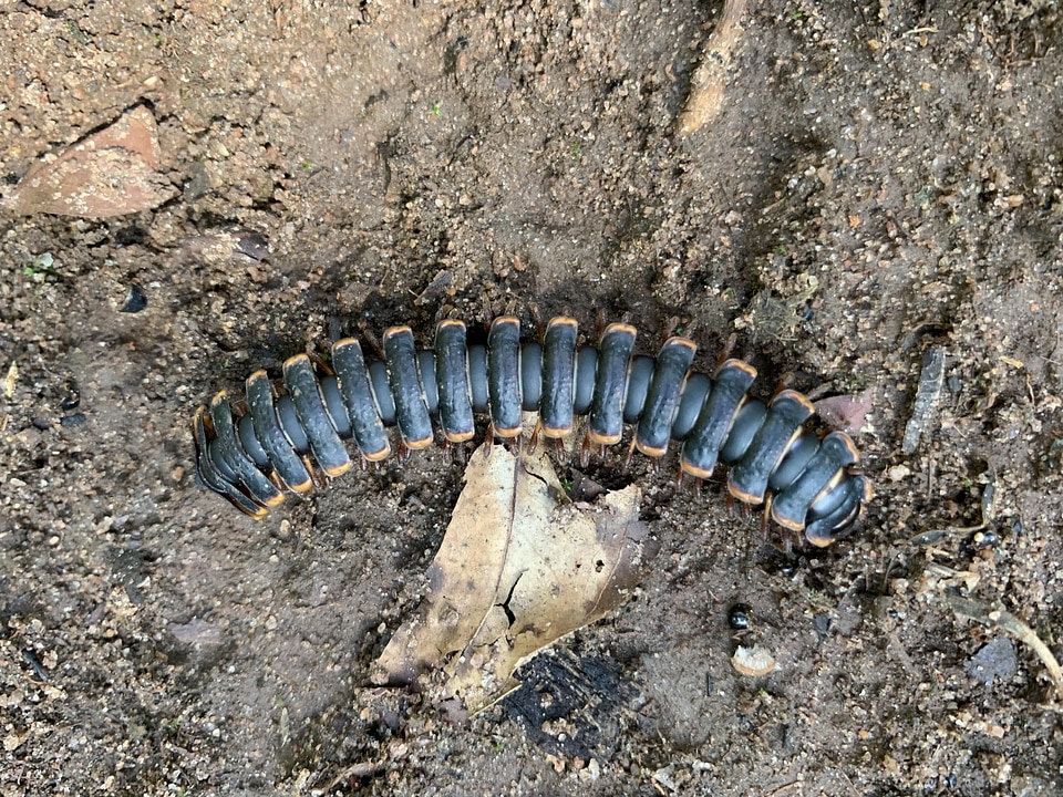 Soil compost millipede