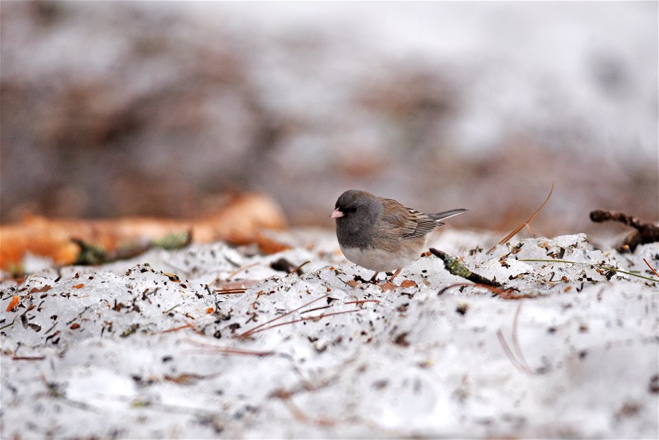 Dark-eyed junco in the snow photo