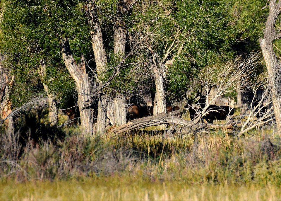 Elk at Seedskadee National Wildlife Refuge