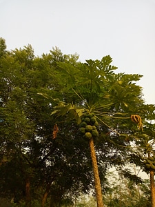Tree nature leaf photo