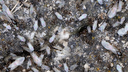 Lasius cf. niger (Schwarze Wegameise)  schwärmt aus zum "Hochzeitsflug"