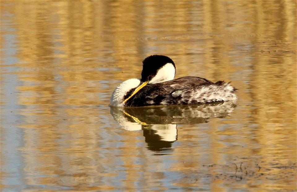 Western Grebe Bear River Migratory Bird Refuge