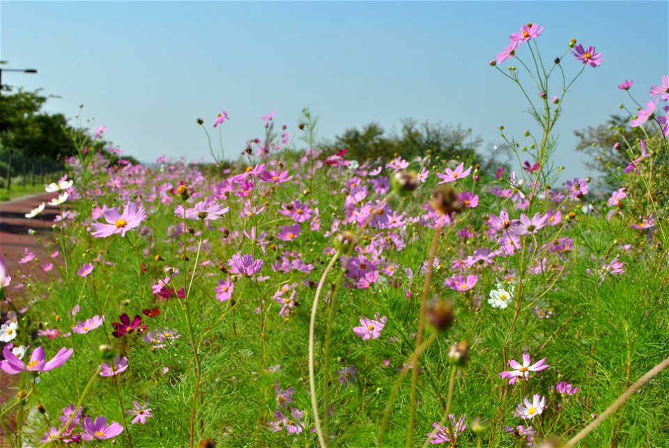 Cosmos Flowers