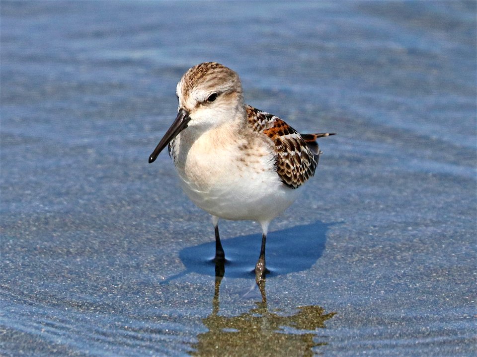 312 - WESTERN SANDPIPER (9-12-2021) lake tolowa, del norte co, ca -01