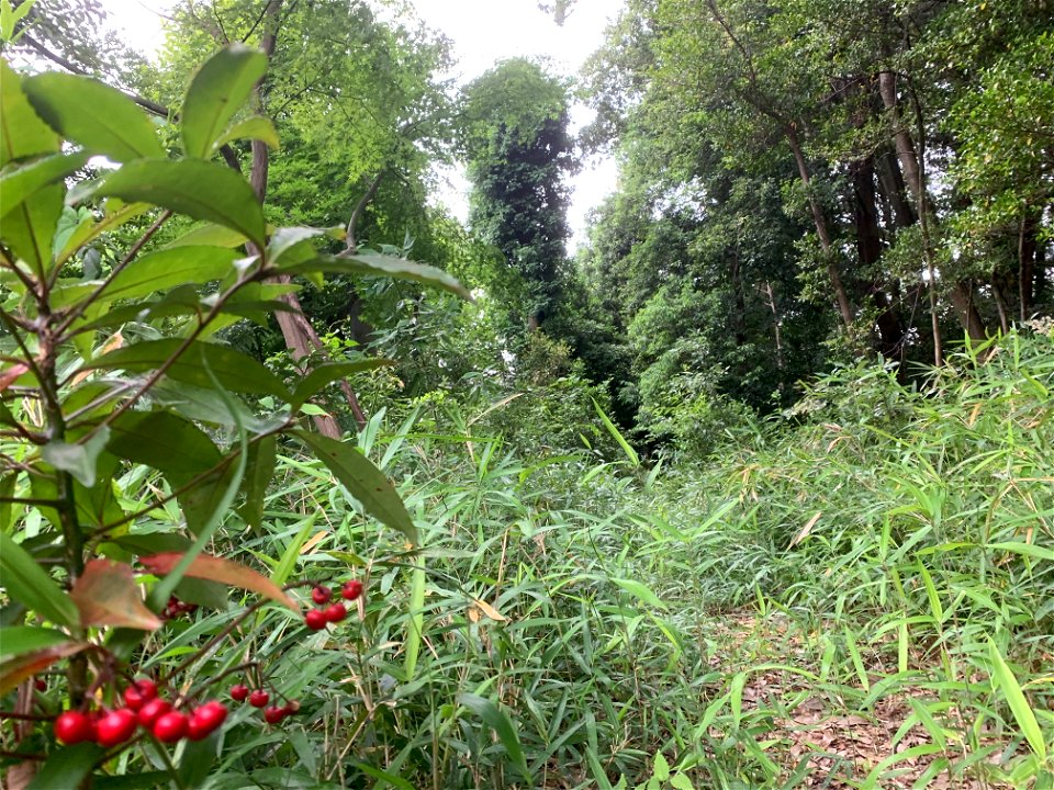 Hikawadai Green Space and Conservation Area in Higashikurume-shi