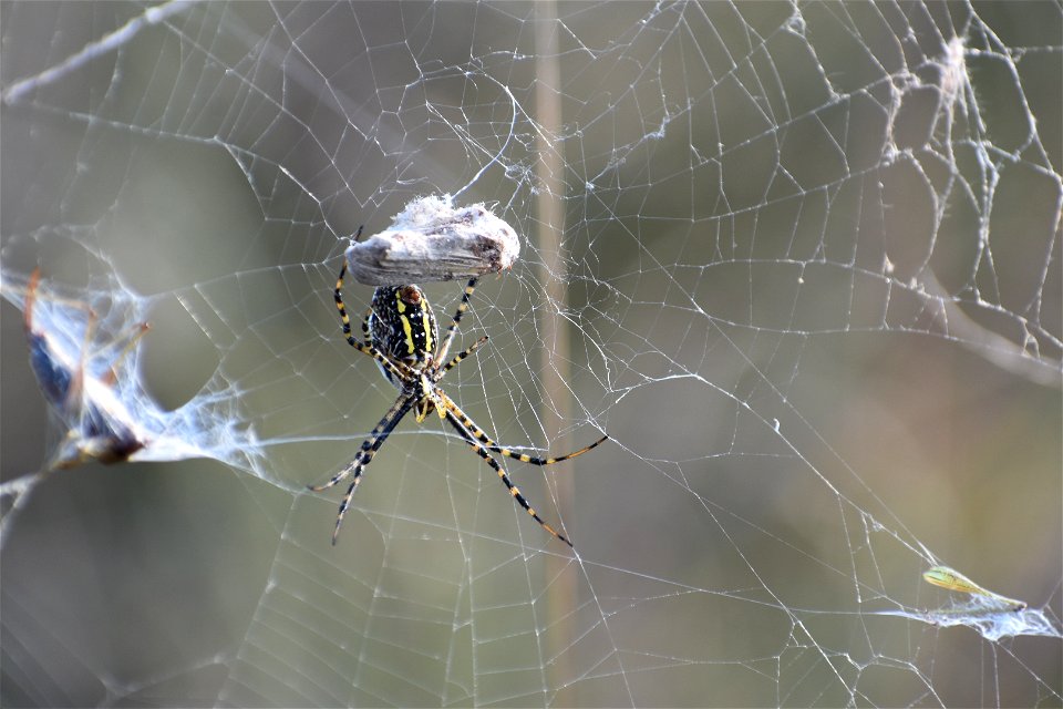 Banded Garden Spider Lake Andes Wetland Management District South Dakota