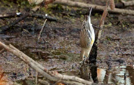 Yellow-rumped Warbler Huron WMD South Dakota