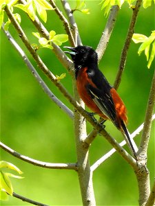 Orchard Oriole photo