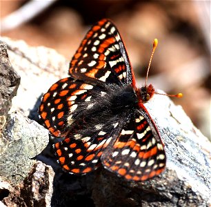 CHECKERSPOT, SNOWBERRY (Euphydryas colon) (04-28-2023)  upper eight dollar road, josephine co, or -02