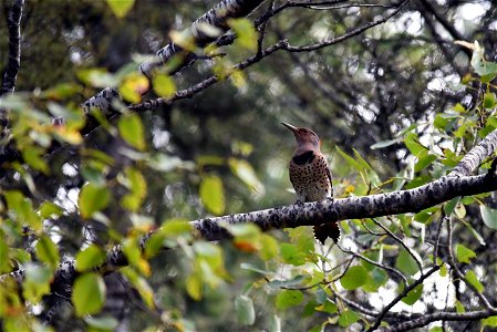 Northern flicker photo