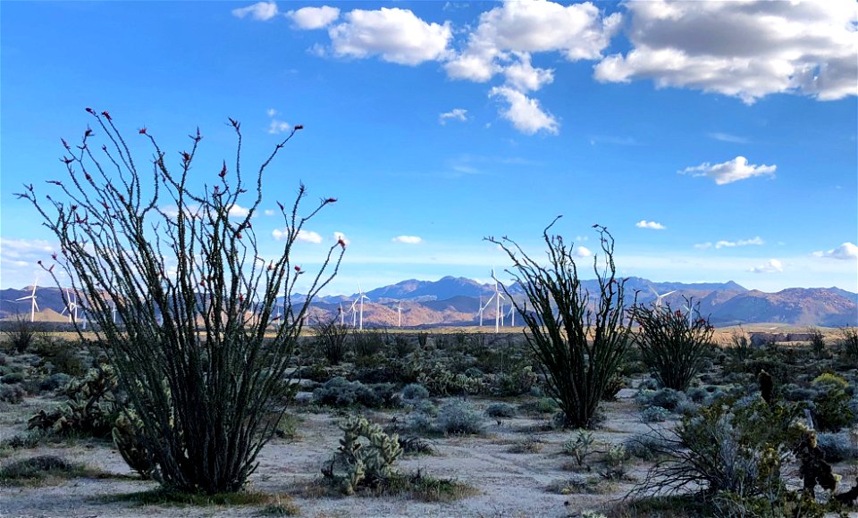 Winner: Ocotillo Wind Farm
