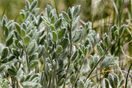 Astragalus purshii
