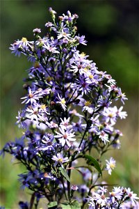 Aster in bloom