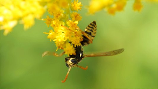 Polistes dominula (Haus-Feldwespe), Männchen