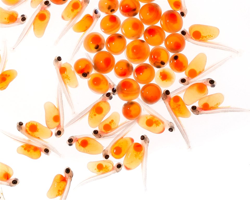 Rainbow trout eggs photo