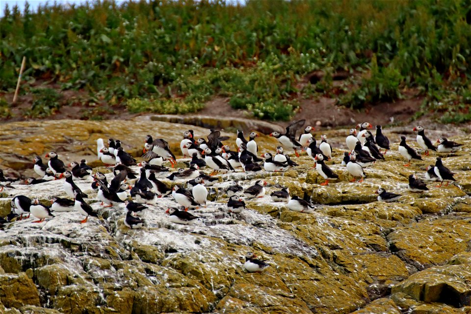 Inner Farne Puffins_03 photo