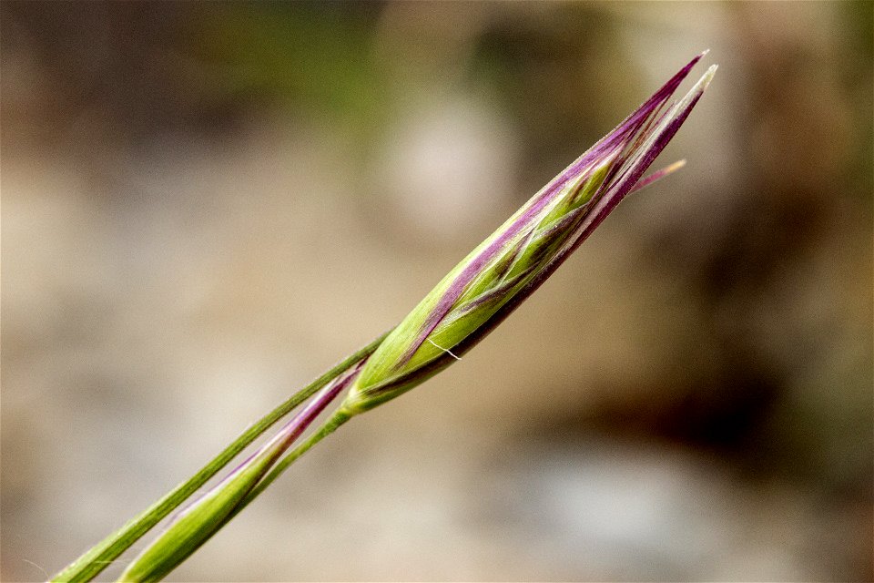 Danthonia unispicata