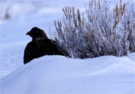 Greater sage-grouse on Seedskadee National Wildlife Refuge