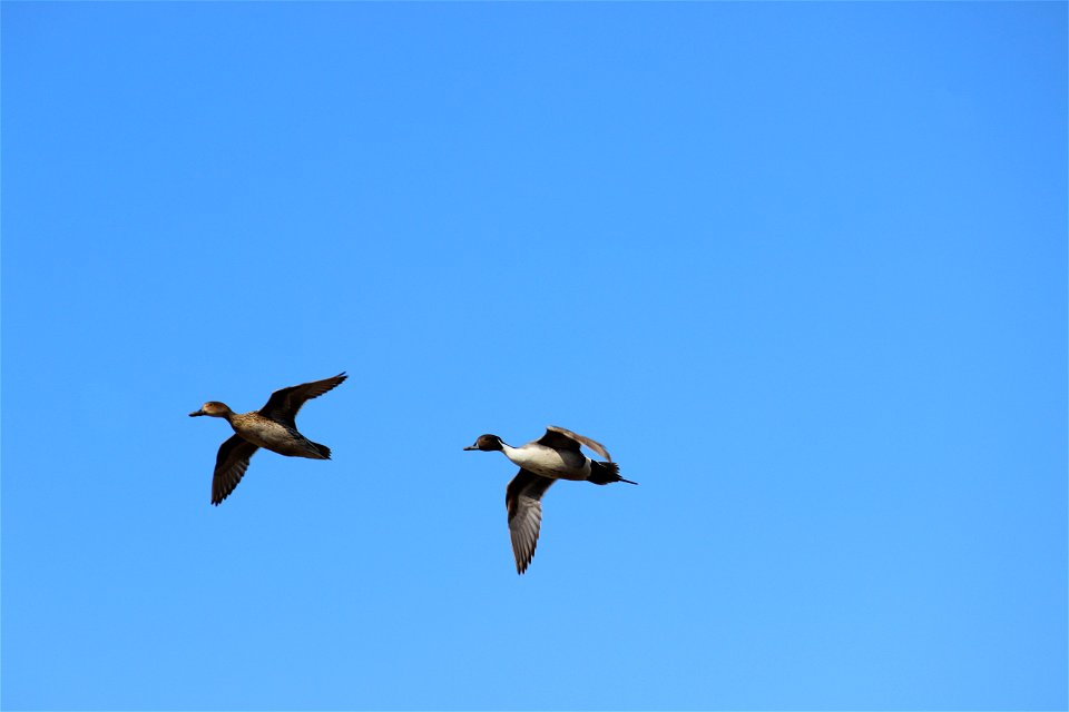 Pair of Northern Pintails Lake Andes Wetland Management Disrtict South Dakota