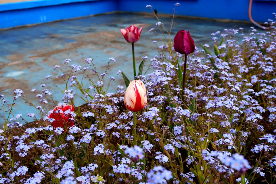 japanes_garden_rain_Herastrau (18)