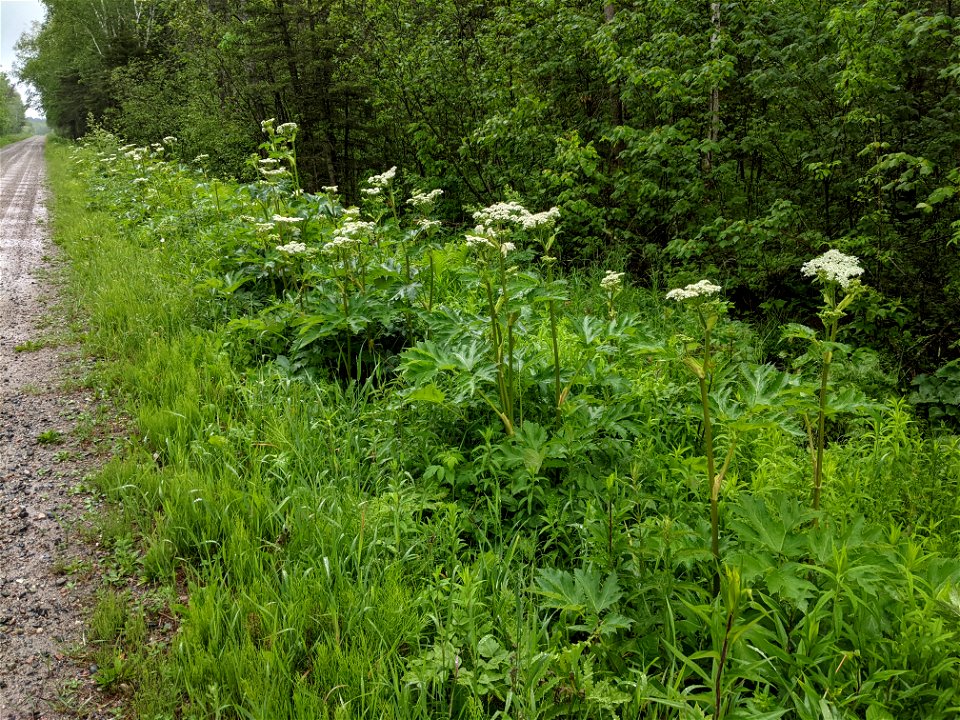 Cow parsnip in bloom along a roadside photo