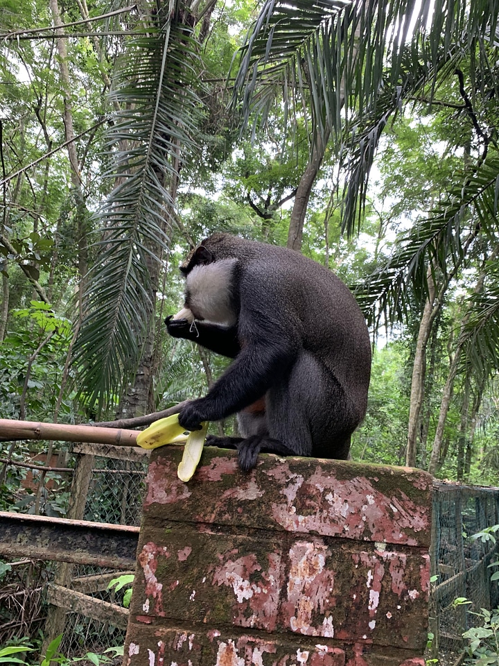 Monkey nutrition animal
