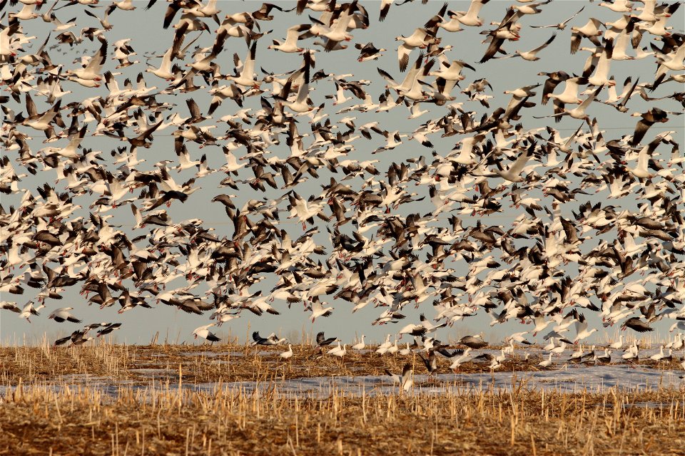 Spring Goose Migration Huron Wetland Management District South Dakota