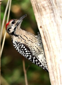 533 - LADDER-BACKED WOODPECKER  (12-03-2021) the butterfly center, hidalgo co, tx -01