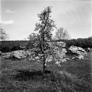 Tree at Megalithic Grave - Analog photo