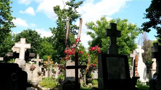 Bellu_cemetery (55) photo