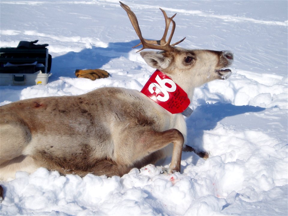 Collared Caribou photo