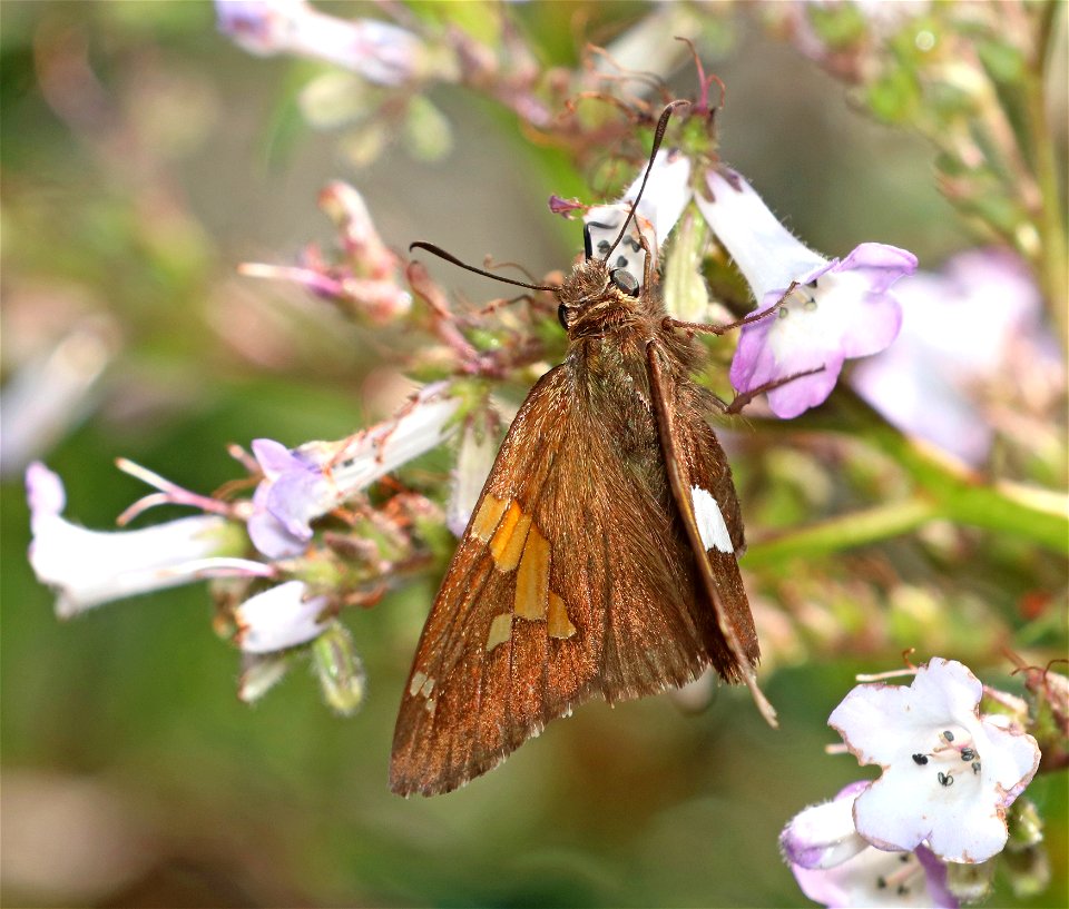 SKIPPER, CALIFORNIA SILVER-SPOTTED (Epargyreus californicus) (6-28-2021) 3800 ft, mile 7.4 clearing on jawbone rd, smith river nat rec area, del norte co, ca -05