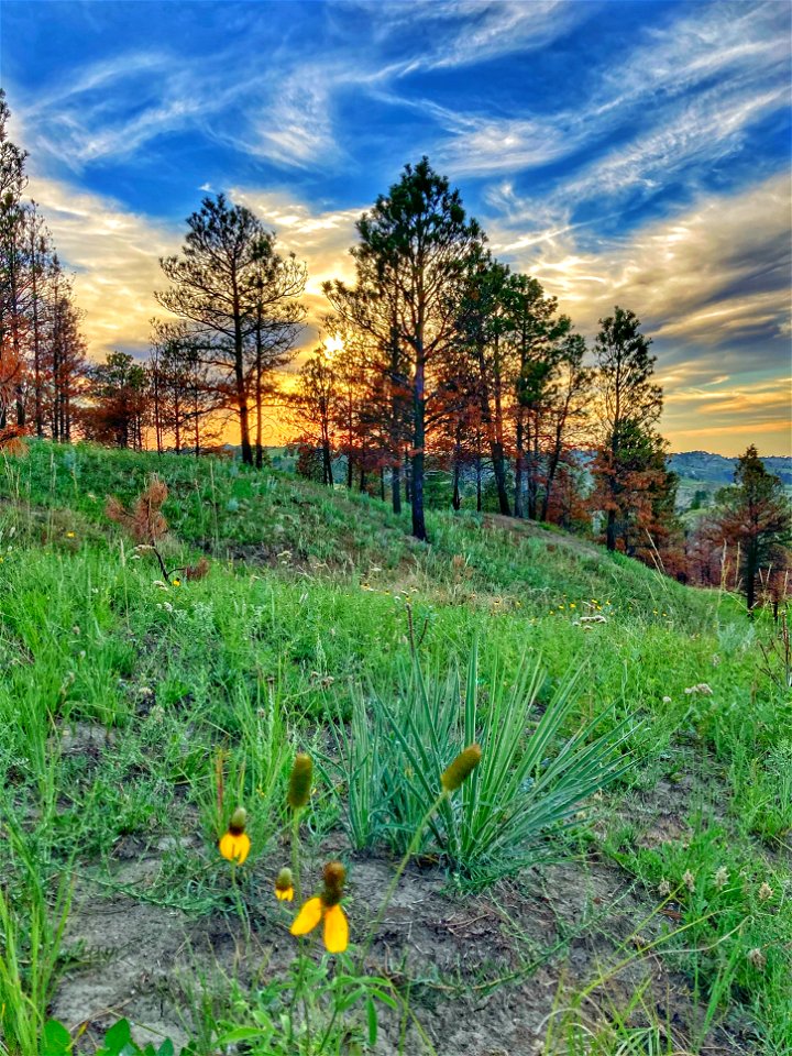 Post-Fire Category - USFWS 2022 Photo/Video Contest
