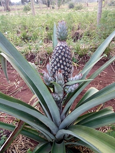 Pineapple organic agroecology