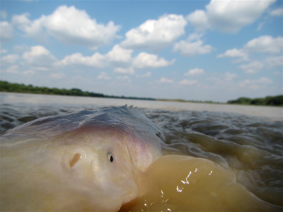 Pallid Sturgeon photo