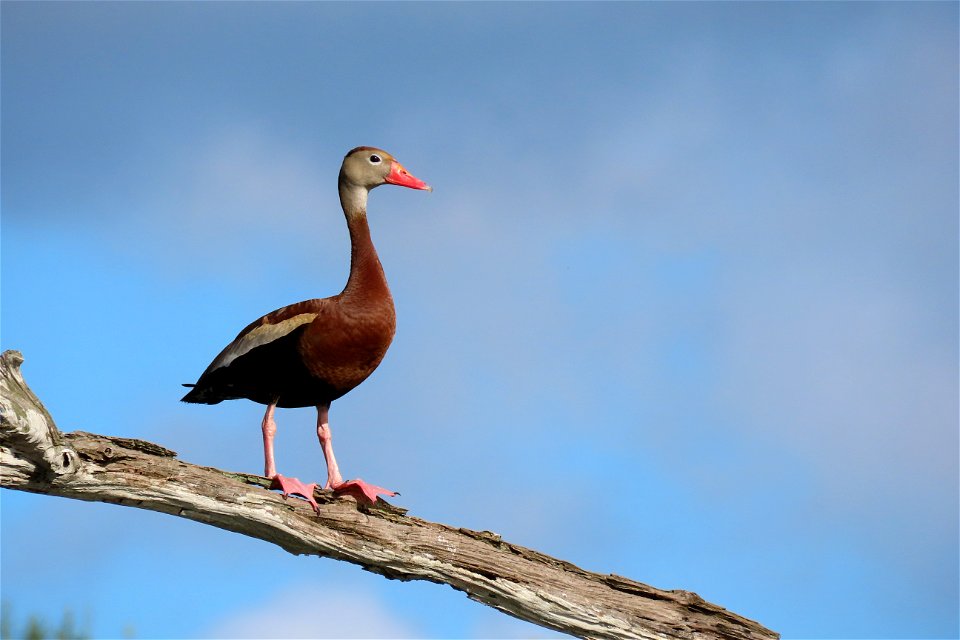 Black-bellied Whistling-Duck