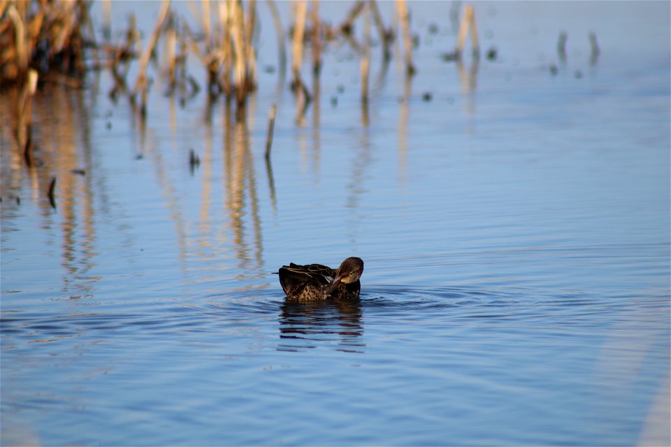 Blue-winged teal Owens Bay Lake Andes National Wildlife Refuge South Dakota